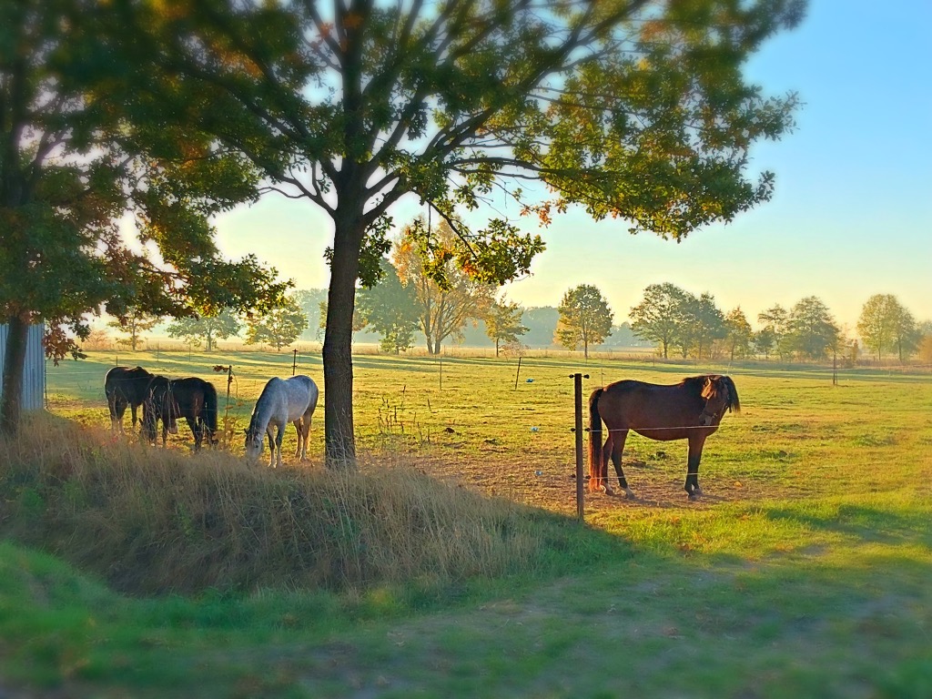 Pferde auf der Koppel in Muchow, Herbst 2018